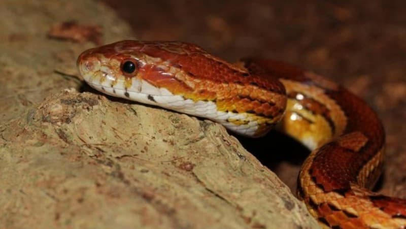 Doa saat Tersengat Ular dan Hewan Berbisa