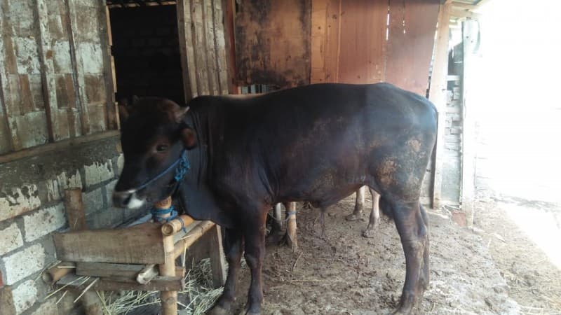 GP Ansor Gayam Bangun Ekonomi Organisasi Melalui Ternak Sapi