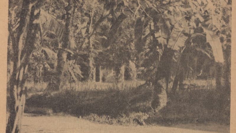 Sosok Kiai Asy’ari, Ayahanda Hadhratussyekh Hasyim Asy’ari