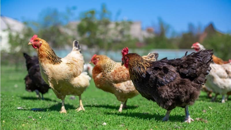 Pesan Fudhail bin Iyadh untuk Menyayangi Hewan