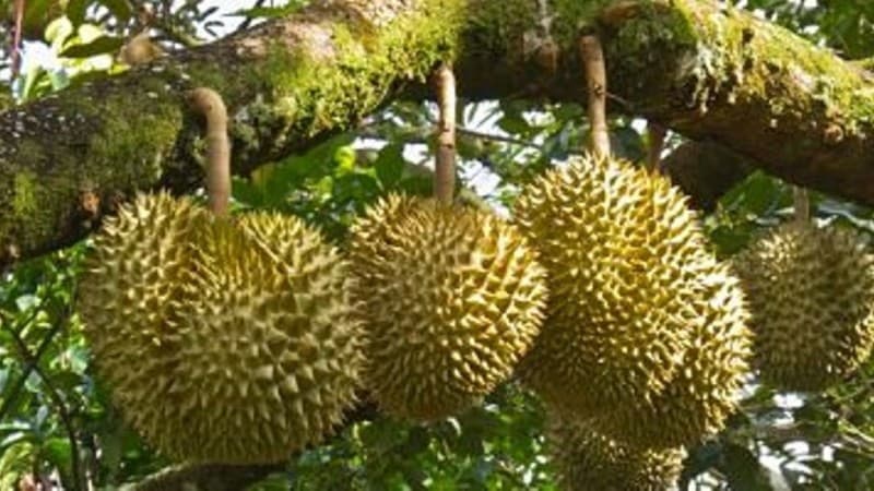 Stiker di Pohon Durian