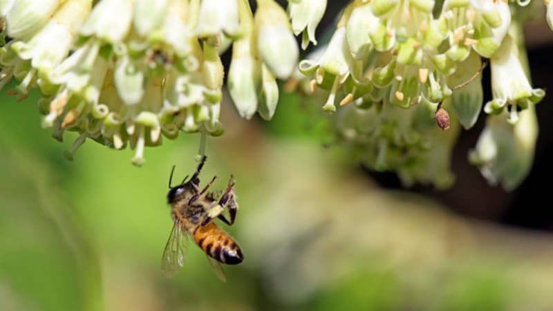 Pentingnya Prioritas Riset Keanekaragaman Hayati