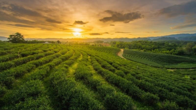 ISNU Harap PBNU Instruksikan Gerakan 'Ayo Menanam'