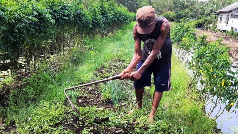 49 Desa di Kalbar Berhasil Kembangkan Kawasan Gambut Jadi Lahan Produktif