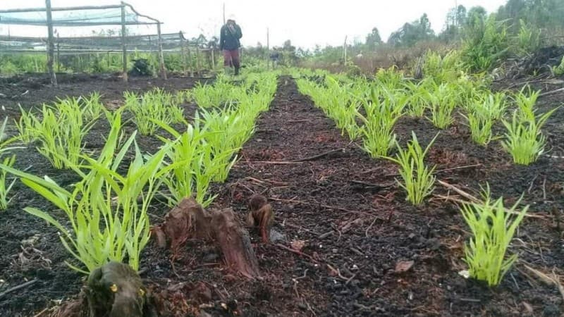 Jaga Pola Hidup Sehat, Rawat Lingkungan Tanpa Kimia