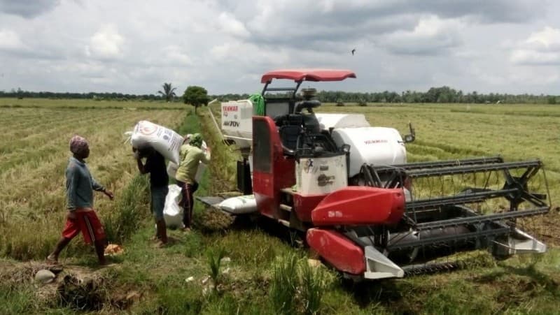 Di Tengah Pandemi Covid-19, Produksi Padi Petani Banyuasin Berlimpah