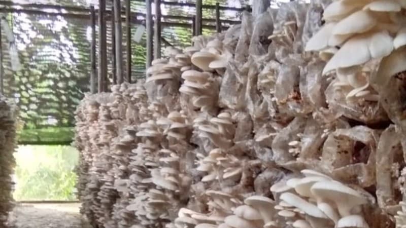 Menerka Prospek Bisnis Jamur di Tengah Pandemi Covid -19