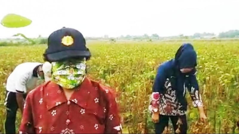 Terapkan 'Physical Distancing', Petani Kendal Siap Pertahankan Produksi Kedelai