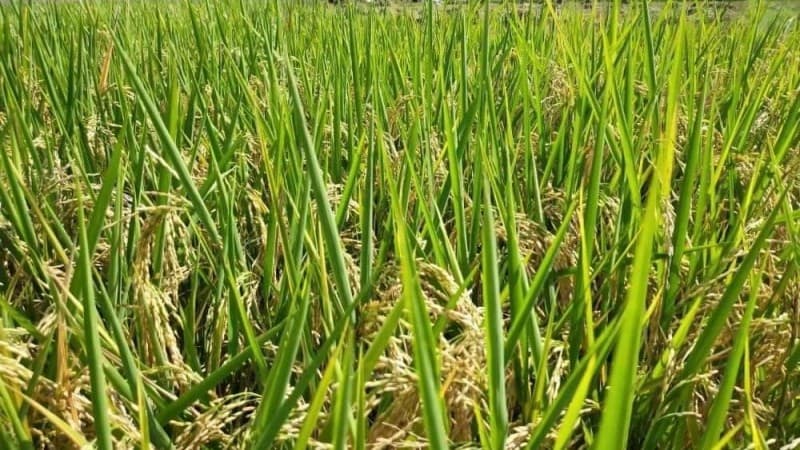 Krisis Pandemi, Petani Banten Justru Panen Raya Surplus Beras 160.132 Ton