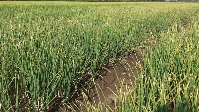 Bawang Merah asal Pati Siap Amankan Pasokan Lebaran