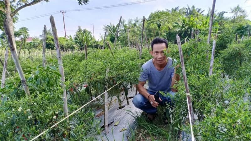 Ustadz Nurazmi, Dai Gambut yang Bahagia Menjadi Petani