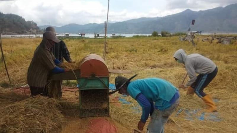 Aceh Tamiang Panen Padi, Amankan Stok Pangan di Tengah Pandemi