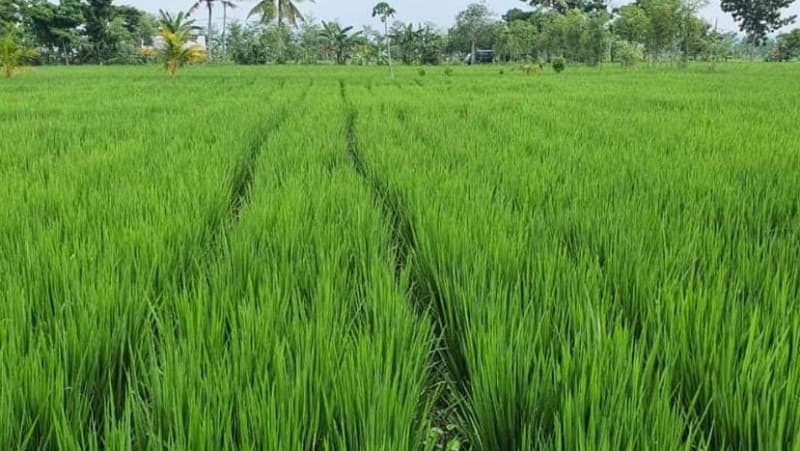 Prof Tjipta Yakin Pengelolaan Produksi Pangan Berjalan Baik