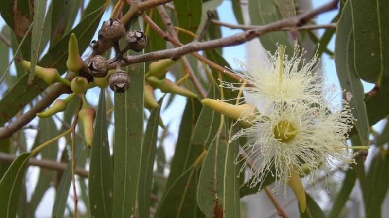 Kementan Temukan Potensi Eucalyptus untuk Cegah Corona
