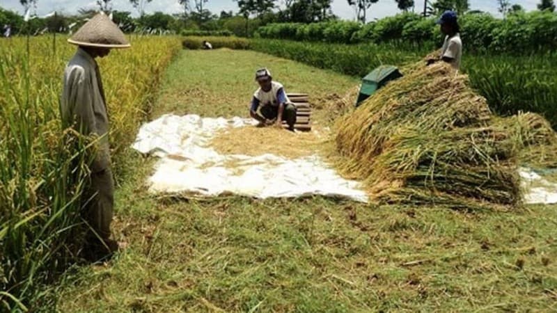 Sejumlah Kepala Daerah Optimis Bahan Pangan Cukup