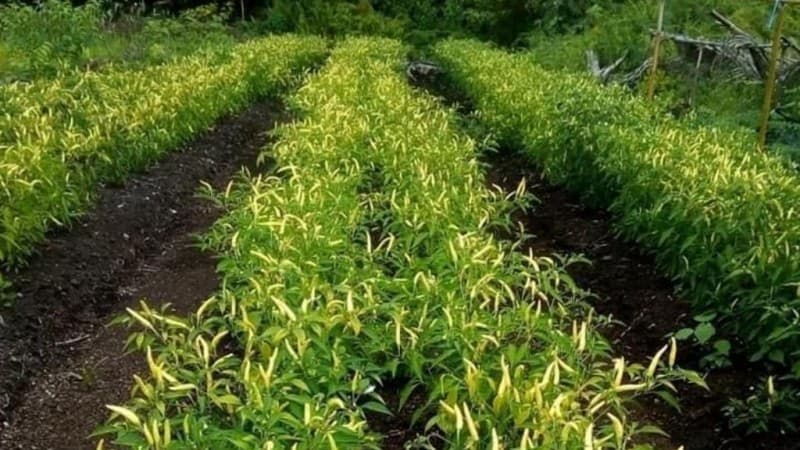 Kebijakan Kementan soal Konsesi Perkebunan di Lahan Gambut