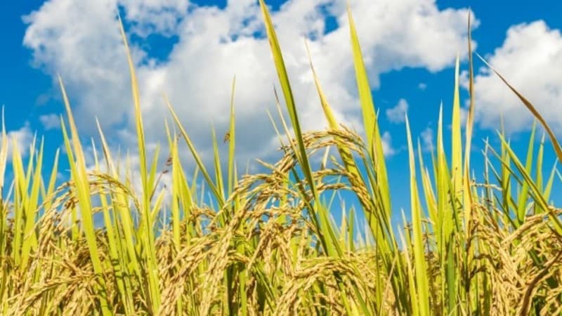 Mitigasi Ancaman Krisis Pangan Perlu Perkuat Ketahananan dan Kemandirian