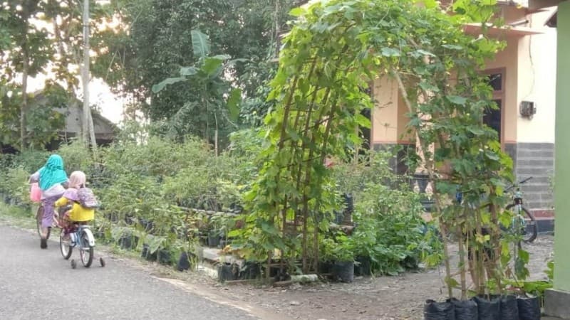 Cara Warga Desa Jatimulyo, Kebumen Jaga Ketahanan Pangan