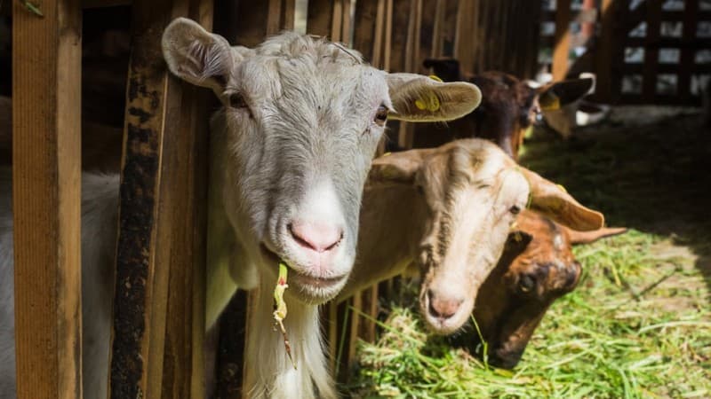 Saat Penyembelihan Hewan Kurban, Warga Hendaknya Hindari Kerumunan 