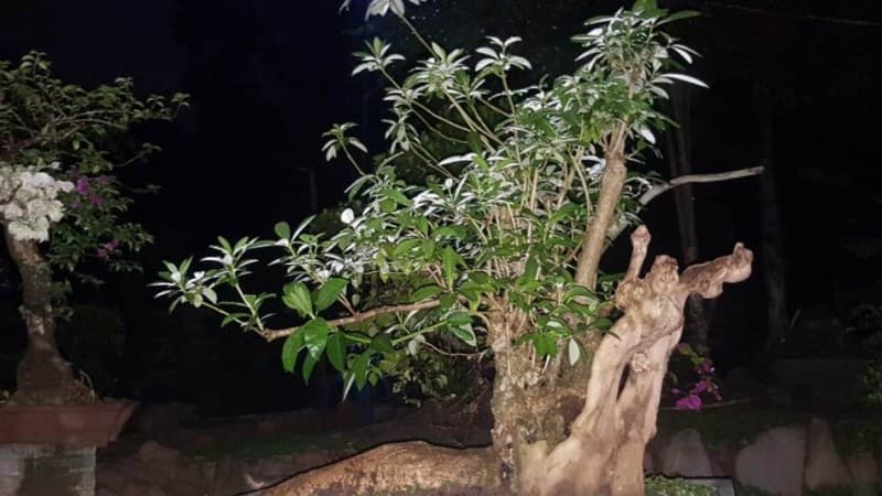 Budidaya Bonsai Pemuda Pringsewu untuk Kepentingan Sosial 