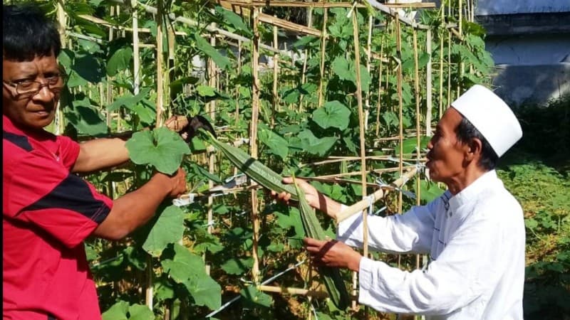 Berdayakan Lahan, NU di Kawasan Sumenep Sukses Panen Sayur Gambas