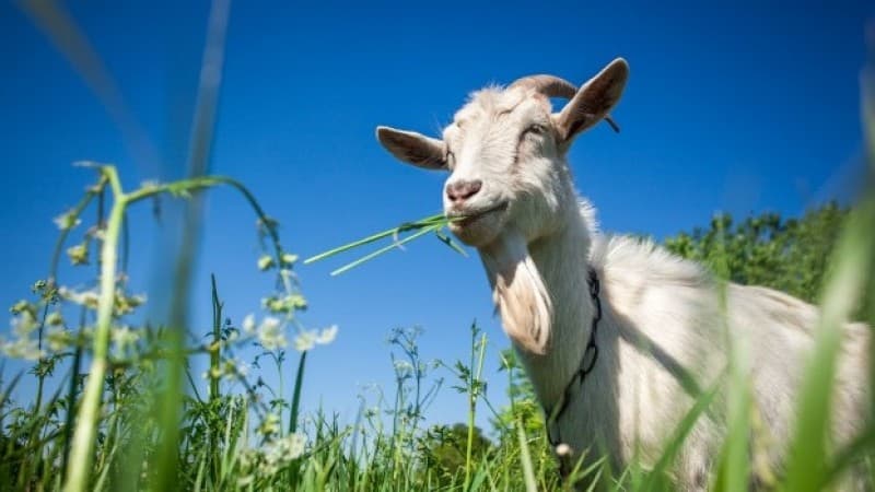Saat Pandemi, Distribusi Daging Kurban Harus Merata dan Tepat Sasaran