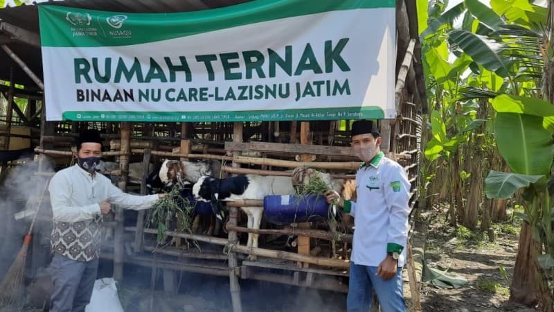 Sambut Idul Adha, Rumah Ternak LAZISNU Jatim Siapkan Hewan Kurban
