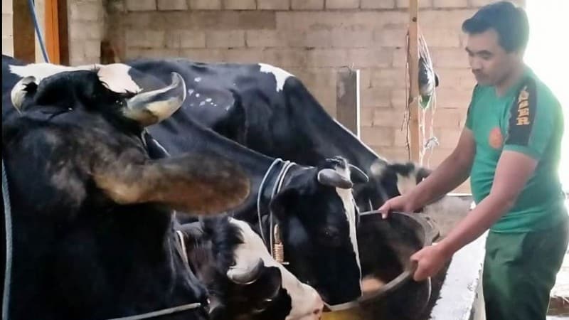 Wanto, Komandan Banser dan Kades di Ponorogo Pelopor Ternak Sapi Perah