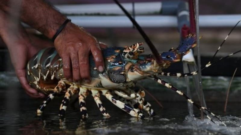 Menyelamatkan Ekosistem Lobster