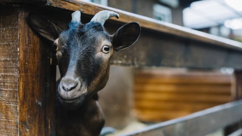 Adab Penyembelihan Hewan Kurban yang Sering Diabaikan