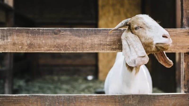 NU Pringsewu Imbau Panitia Kurban Batasi Pengunjung