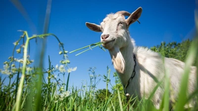 LAZISNU Jombang Sebar Kurban Sampai ke Daerah Pedesaan