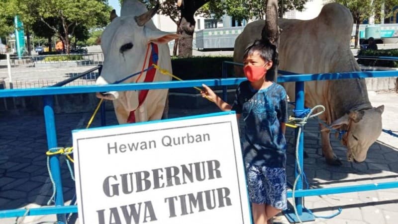 Bocah ini Relakan Sapinya Dibeli Gubernur Jatim untuk Kurban