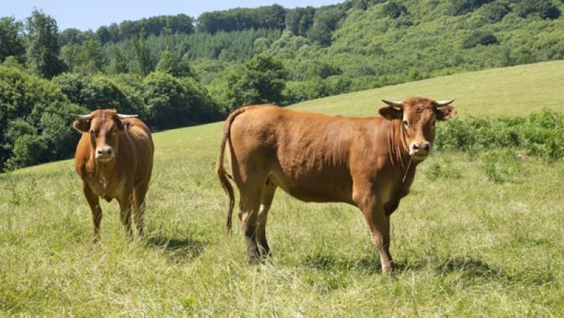 Pelaksanaan Kurban di Pesantren Tebuireng dengan Protokol Kesehatan Ketat