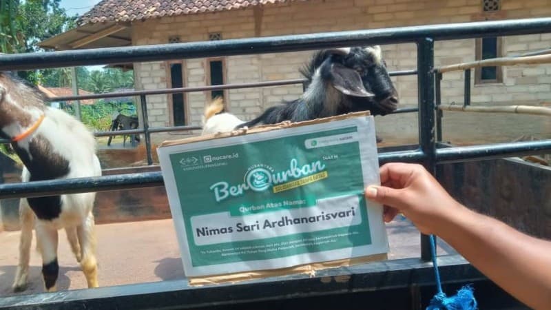 Idul Adha, LAZISNU Pringsewu Kelola 1.000 Lebih Hewan Kurban