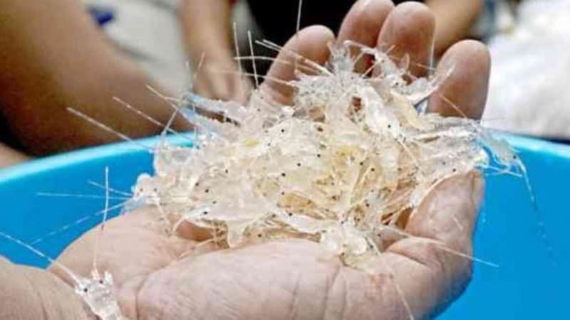 PBNU: Kebijakan Ekspor Benih Lobster Bertentangan dengan Syariat Islam