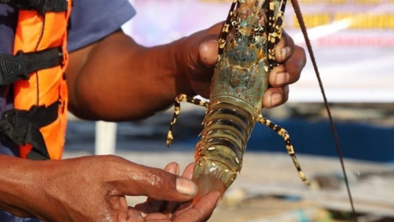 PBNU Pertimbangkan Aspek Keberlanjutan dalam Tata Kelola Lobster