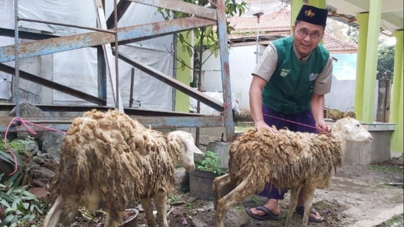 Meski Corona, LAZISNU Lumajang Terima Hewan Kurban Lebihi Target