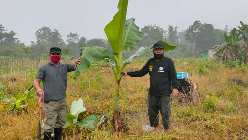 Pesantren Darussalam Mimika Kembangkan Pisang Nona