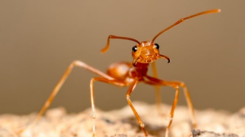 Hukum Membakar Semut