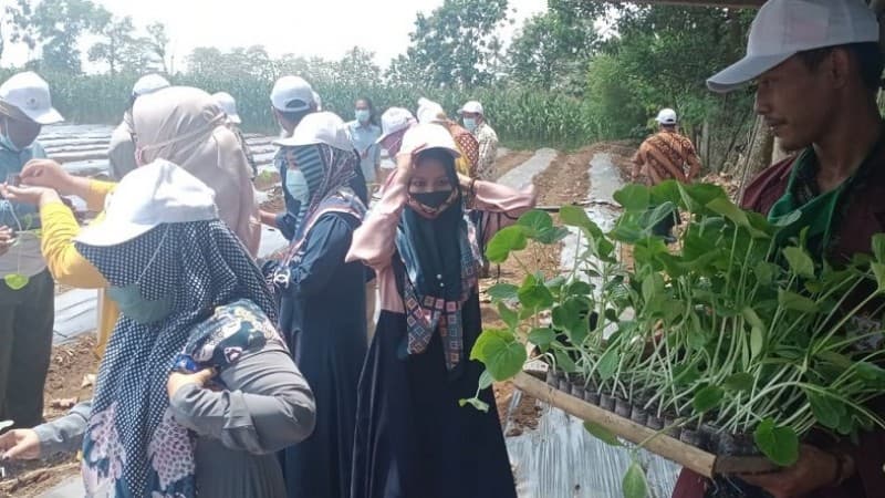 Pesantren Minhadul Ulum Pesawaran Kembangkan Pertanian Labu Madu
