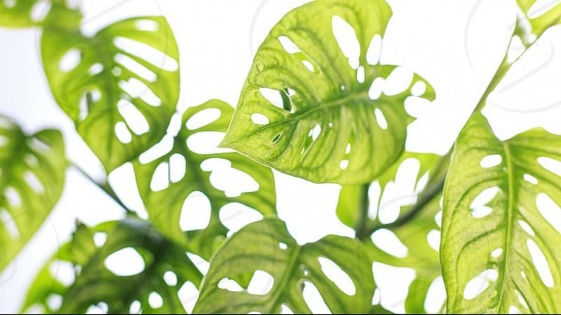 Monkey Business dan Tanaman Janda Bolong yang Harganya Selangit