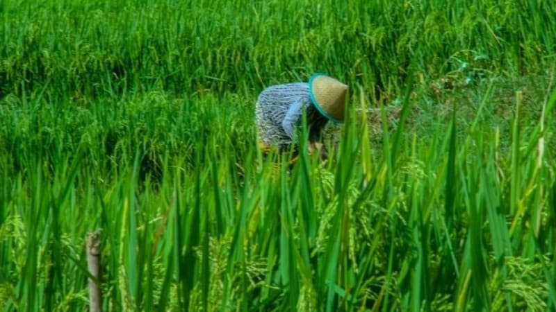 UU Cipta Kerja Perluas Impor Pangan, Nasib Petani Makin Terhimpit