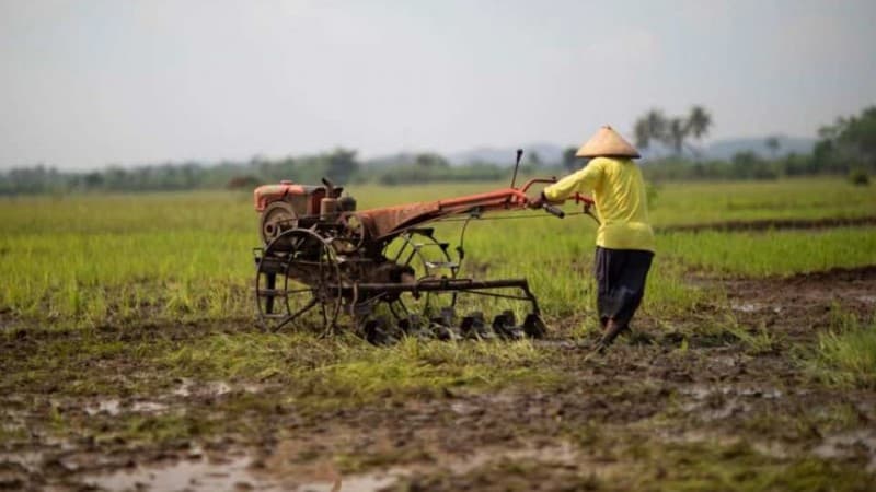 Kementan Pastikan Stok Pangan hingga Desember 2020 Terkendali