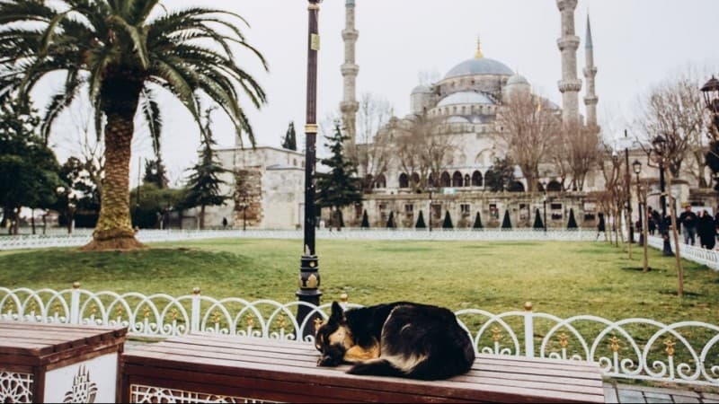 Sayyidina Umar bin Abdul Aziz dan Seekor Anjing