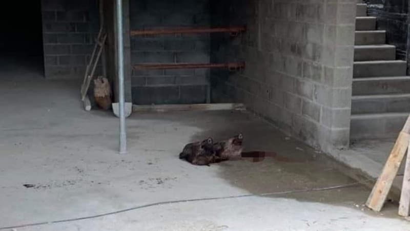 Masjid Agung di Prancis Utara Diteror dengan Dua Kepala Babi