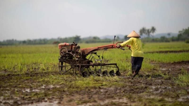 Sektor Pertanian Tumbuh Positif 2,15 Persen di Kuartal III 2020