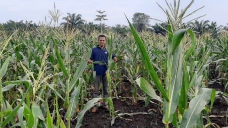 Ilfan, Jadikan Masyarakat Perdesaan Gambut Saudara Kedua