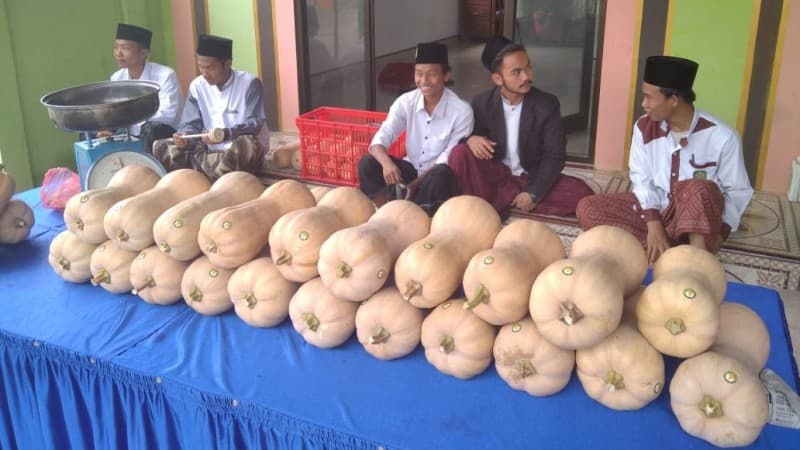 Panen Perdana Labu Madu: Bukan Hanya Ngaji Fiqih, Saatnya Santri Ngaji 'Sugih'