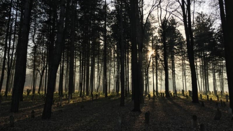 Puisi-puisi Dedi Febriyanto